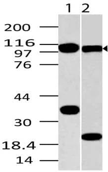 TLR9 Antibody (Azide-free)