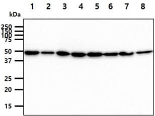 ST13 Antibody (clone AT5C6)