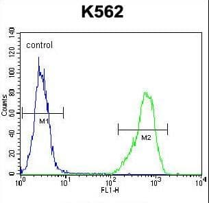 IHC-plus™ Polyclonal Rabbit anti-Human IL1RL2 Antibody (aa257-286, IHC, WB)