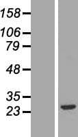 FGF20 Protein (Over-Expression Lysate Myc-DDK (Flag))
