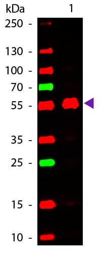 Polyclonal Goat Anti-Mouse IgG2a Secondary Antibody (Atto 647N, IF, WB)