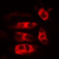 HFE Antibody