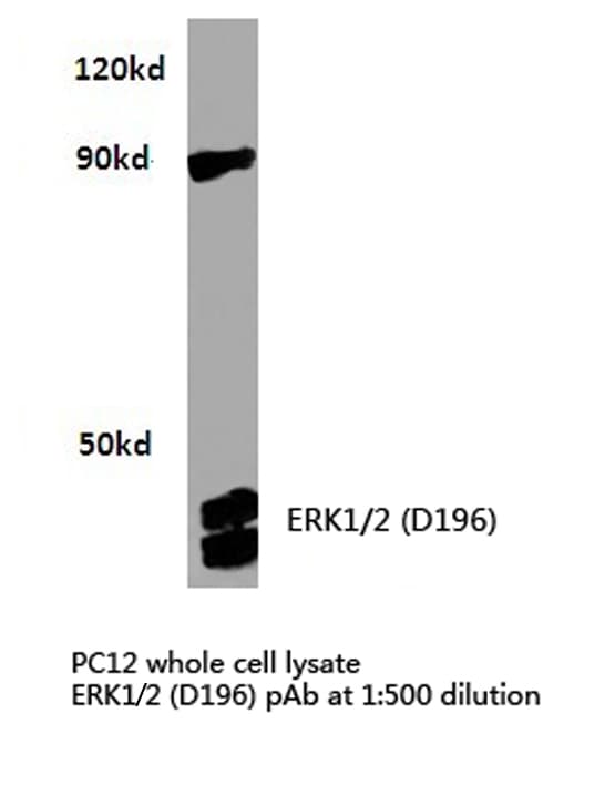 ERK1 + ERK2 Antibody (Asp196)