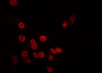 TAF5L Antibody