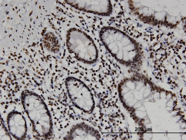 Monoclonal Mouse anti-Human CD3EAP Antibody (clone 6A6, IHC, WB)