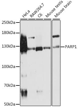 PARP1 Antibody
