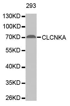 CLCNKA Antibody