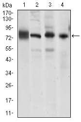 CD144 / CDH5 / VE Cadherin Antibody (aa29-223, clone 3D5C7)