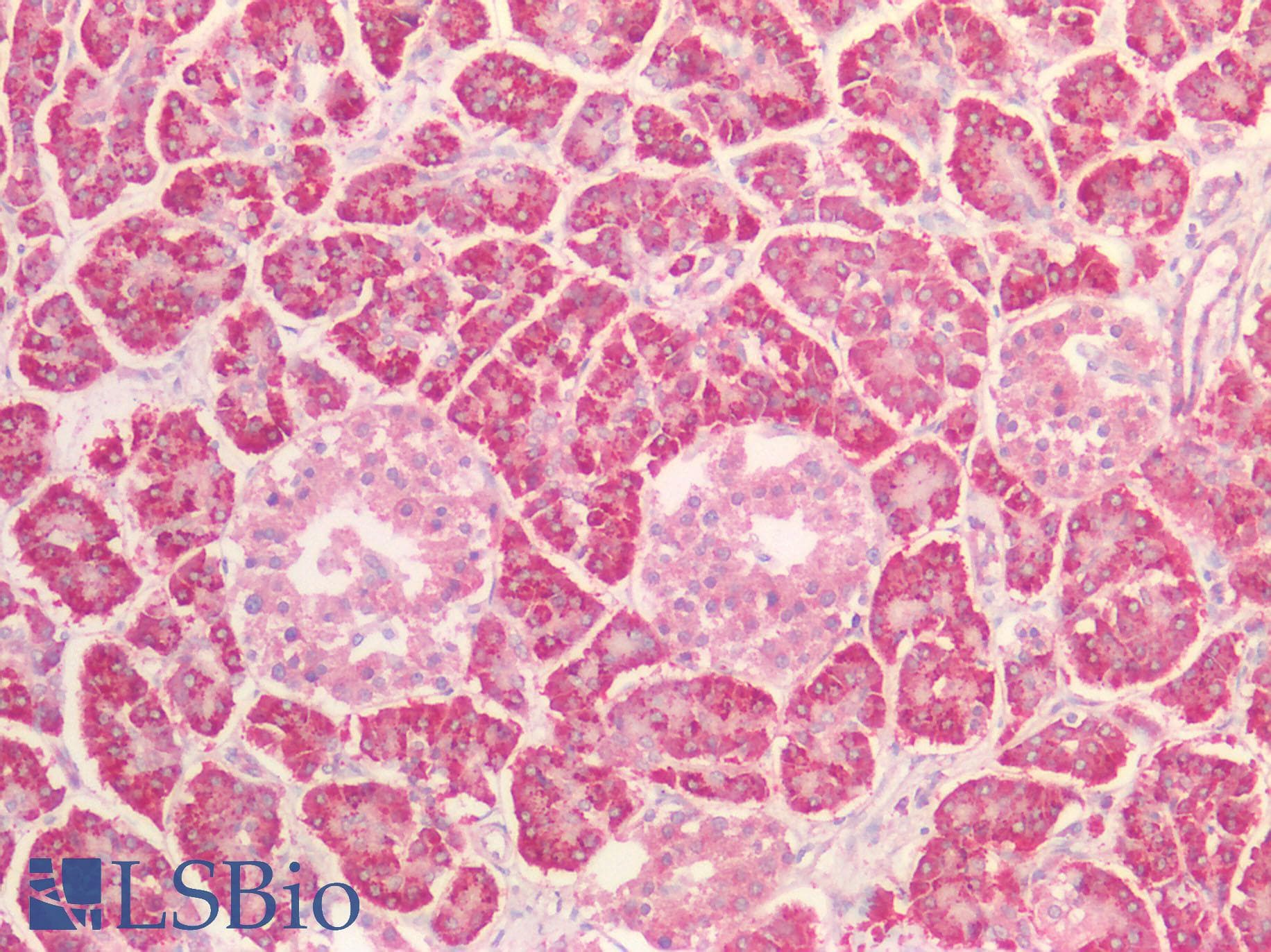 MAP4K3 / GLK Antibody