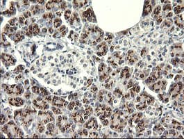 Monoclonal Mouse anti-Human IL1F9 Antibody (clone 2F4, Carrier-free, IHC, IF, WB)