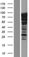 SUGP1 / SF4 Protein (Over-Expression Lysate Myc-DDK (Flag))