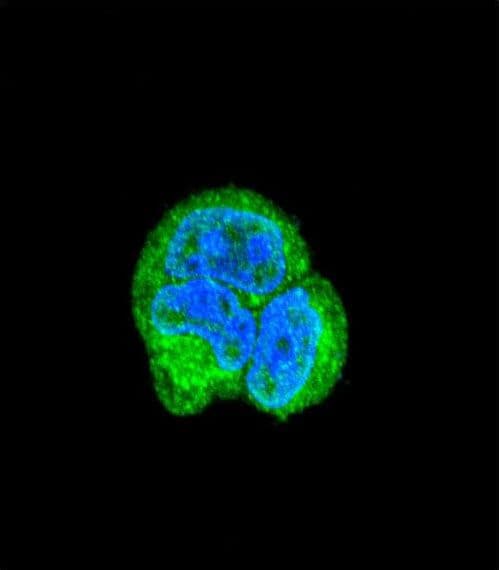 ASPA Antibody (aa82-110)