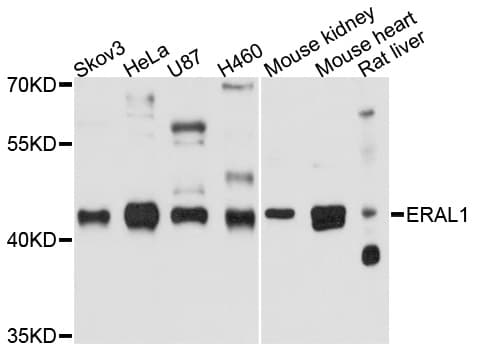 ERAL1 Antibody