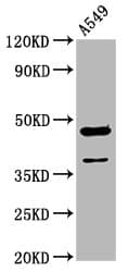Polyclonal Rabbit anti-Human NR2F1 / Coup-TF Antibody (WB)
