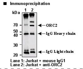 ORC2L / ORC2 Antibody (clone 3B7)