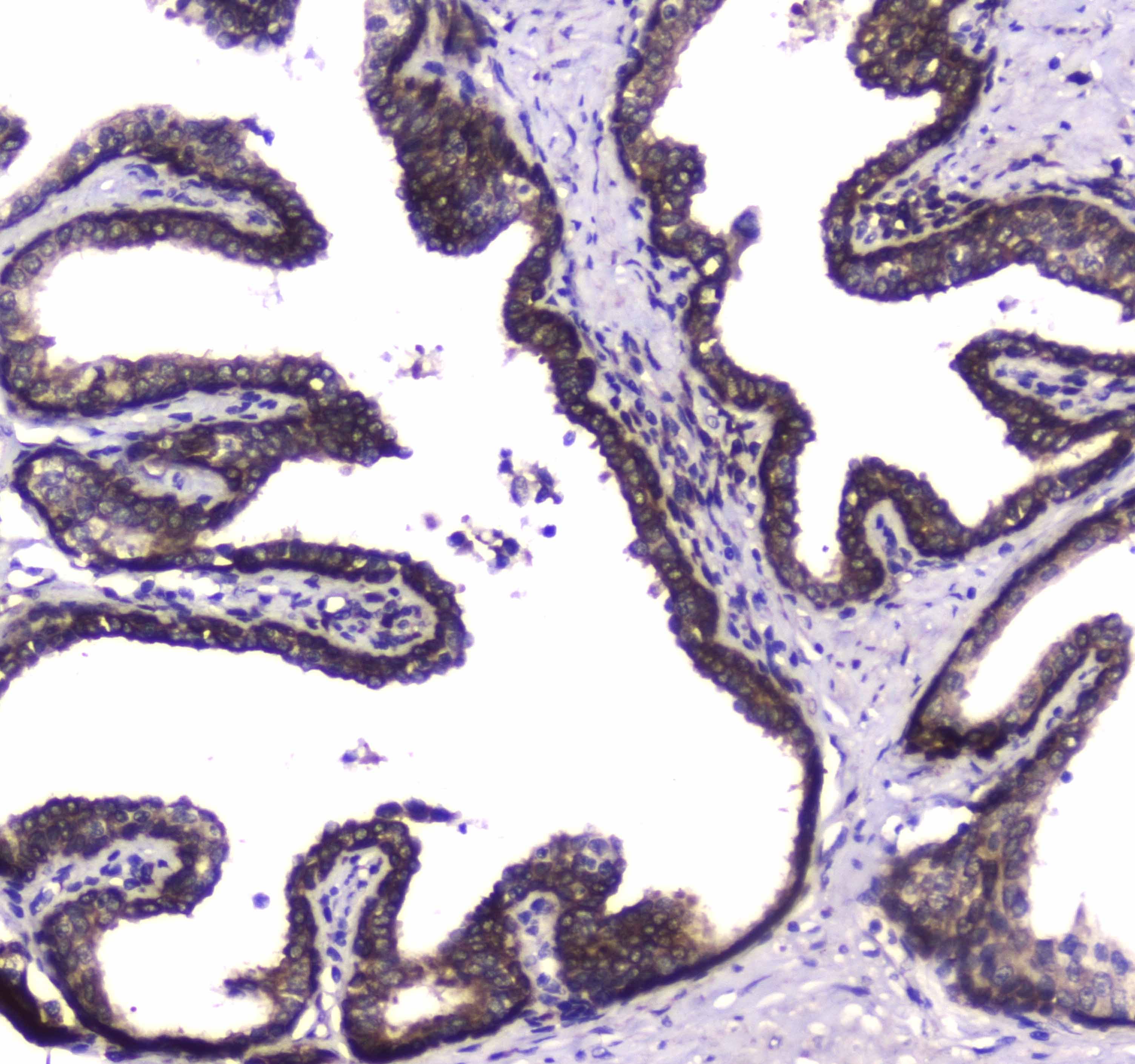 Polyclonal Rabbit anti-Human WWOX Antibody (IHC, WB)