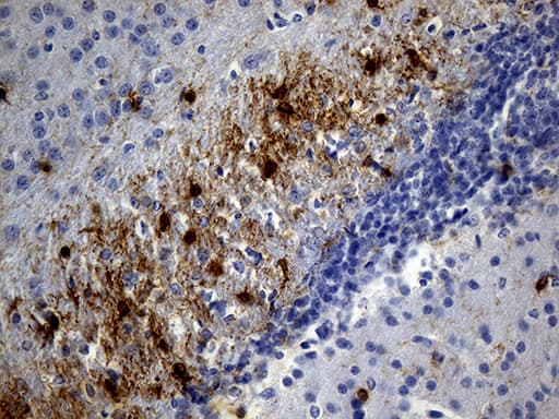 GPR17 Antibody (C-Terminus, clone OTI6A3)