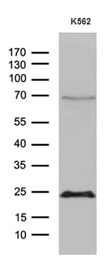 MLC3F / MYL1 Antibody (aa2-150, clone OTI3G8)