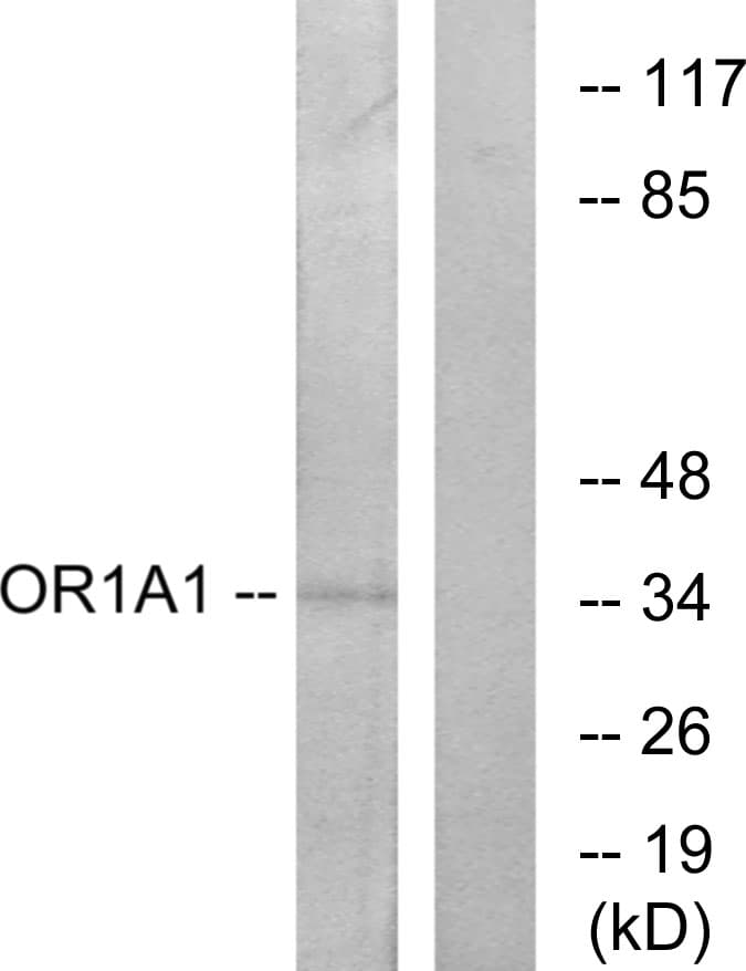 OR1A1 Antibody (aa260-309)