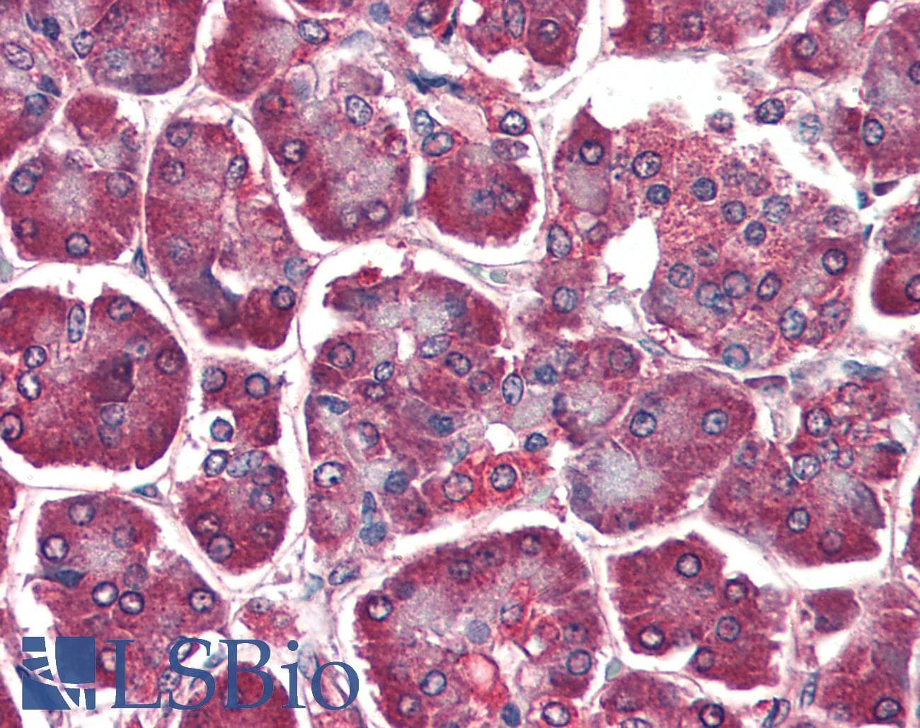 IHC-plus™ DAGLA Antibody (aa1031-1042)