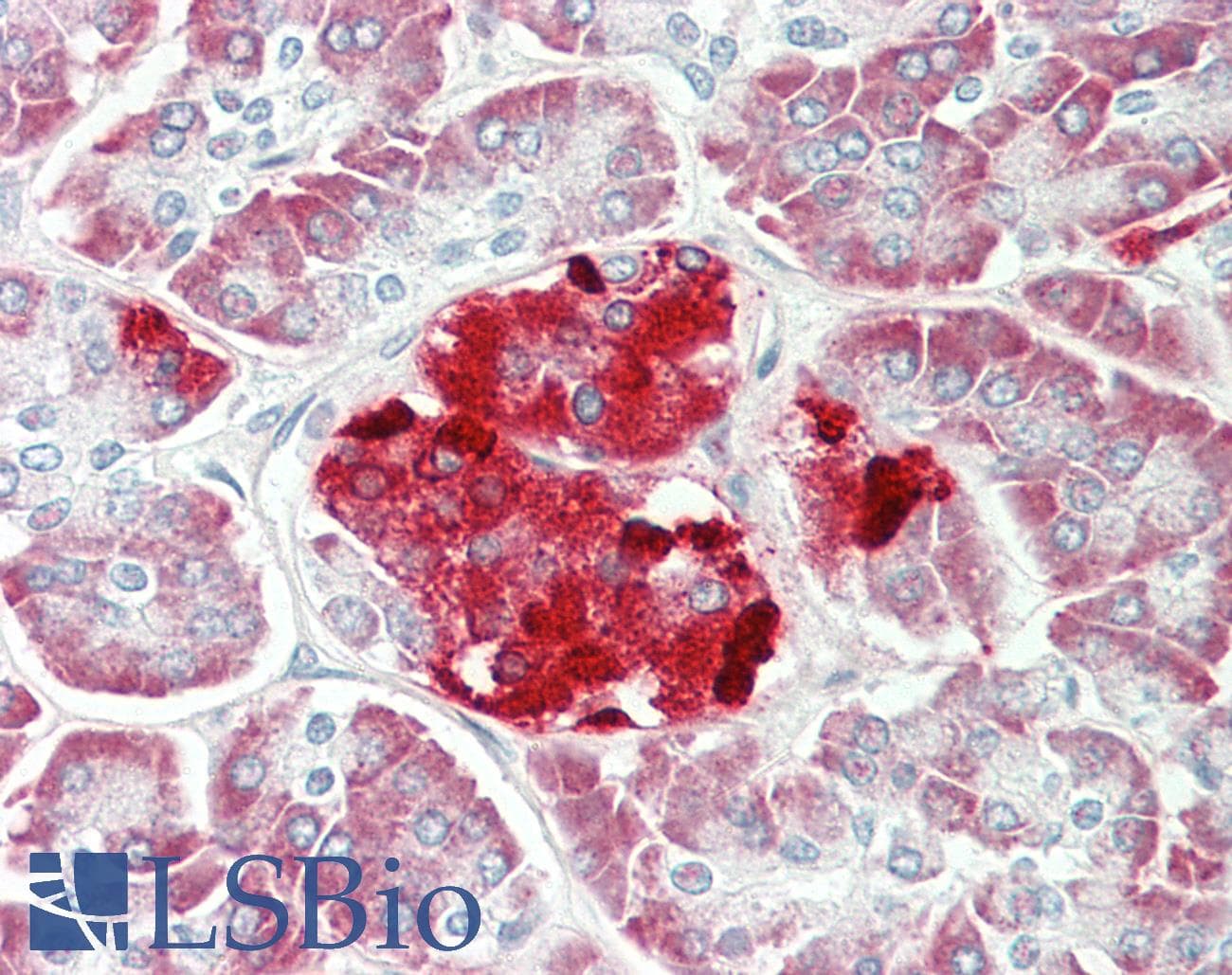 IHC-plus™ ERO1LB Antibody (aa266-293)