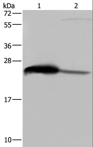 GSTA3 Antibody