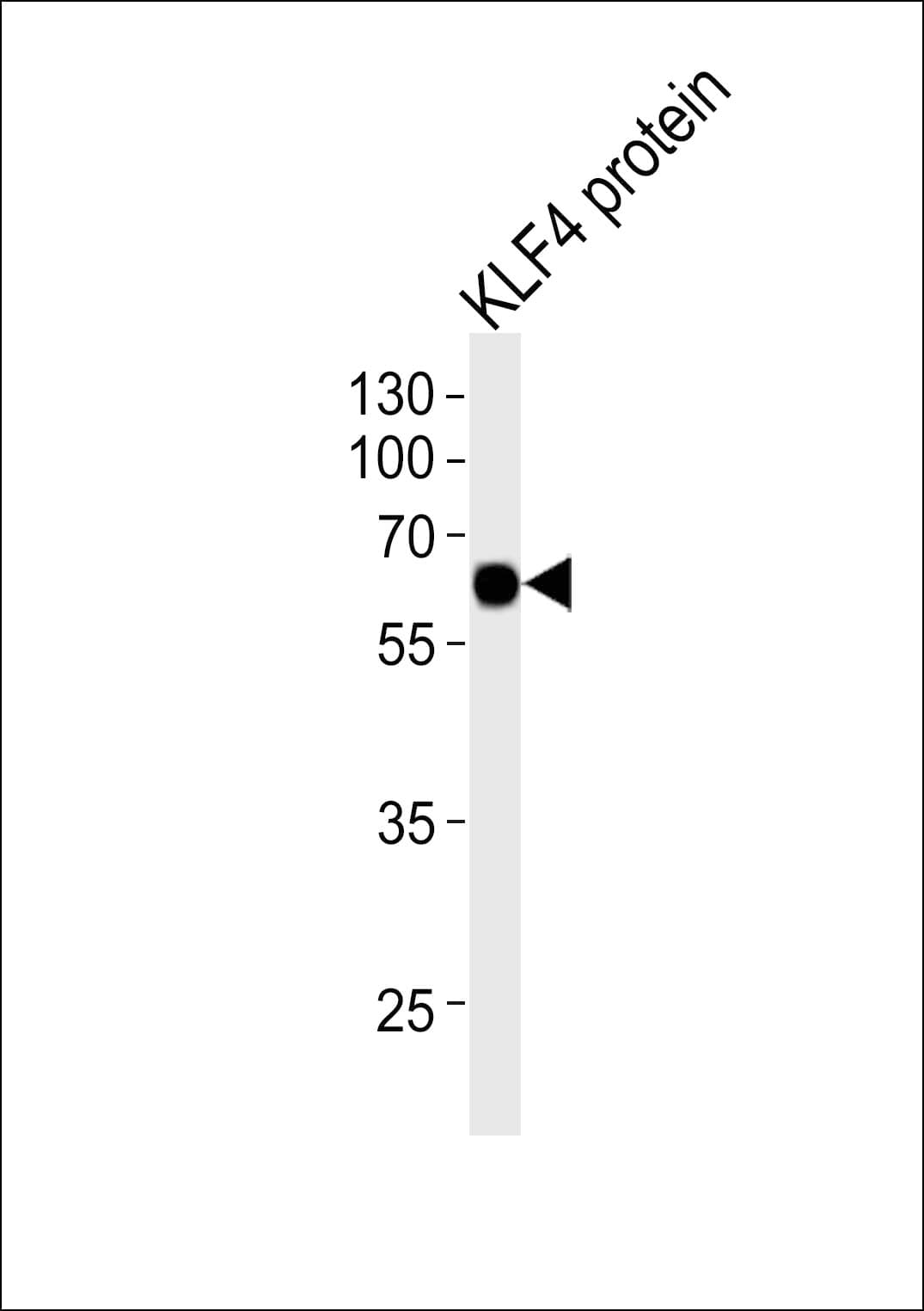 KLF4 Antibody (clone 56CT5.1.6)