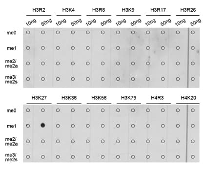 Polyclonal Rabbit anti-Human Histone H3 Antibody (Methyl-Lys27, IHC, IF, WB)
