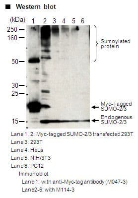 SUMO2 + SUMO3 Antibody (clone 1E7)