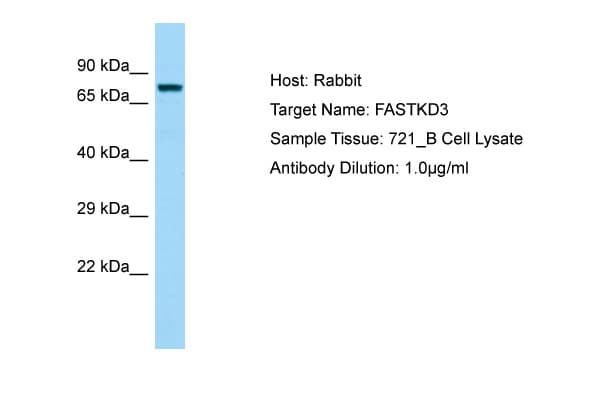 FASTKD3 Antibody (aa74-123)