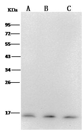 PFDN1 Antibody (clone 12, Preservative Free)
