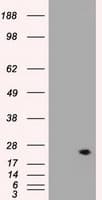 VEGFA / VEGF Antibody (clone OTI2F7)