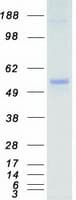 Human MKNK1 / MNK1 Protein (Recombinant Myc-DDK (Flag))