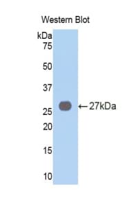 VAV3 Antibody (aa183-380)