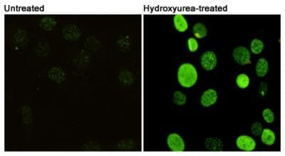 Monoclonal Mouse anti-Mouse H2AFX / H2AX Antibody (phospho-Ser139, WB)