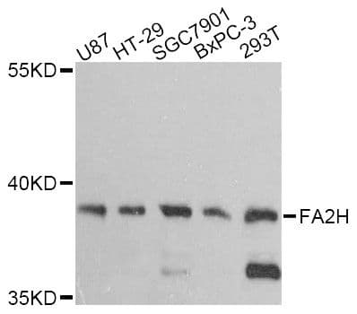 FA2H / FAAH Antibody