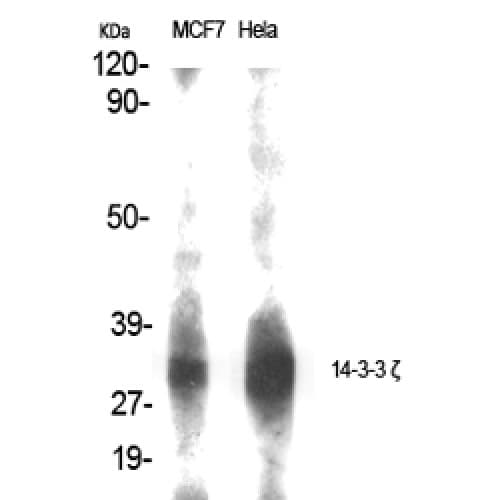 YWHAZ / 14-3-3 Zeta Antibody (40-120 aa)