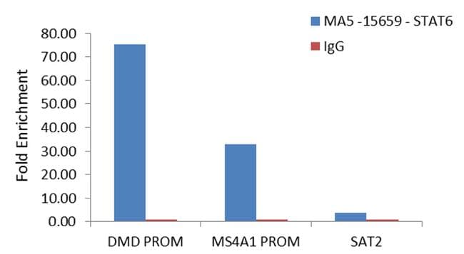 STAT6 Antibody (clone 7D3)