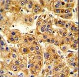 BAP / SIL1 Antibody (aa99-126)