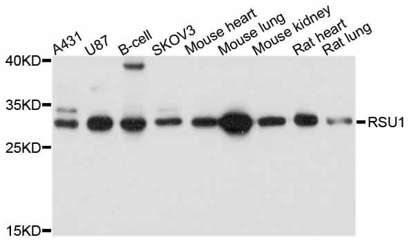 RSU1 Antibody
