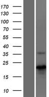 MBD3L4 Protein (Over-Expression Lysate Myc-DDK (Flag))