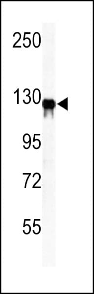 VCL / Vinculin Antibody (aa12-39)