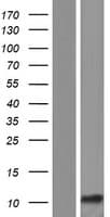 Human LCE6A Protein (Over-Expression Lysate Myc-DDK (Flag))