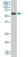 PRKAA1 / AMPK Alpha 1 Antibody (clone 4D8)