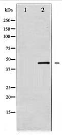 MAP2K4 / MKK4 Antibody