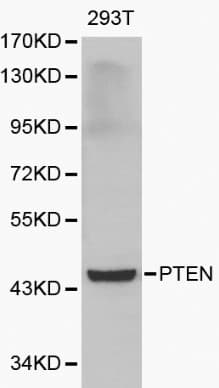 PTEN Antibody