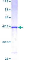 Human PPIH / Cyclophilin H Protein (Recombinant GST)