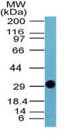 Polyclonal Rabbit anti-Influenza Virus Influenza A Virus NS1 Antibody (aa24-39, WB)