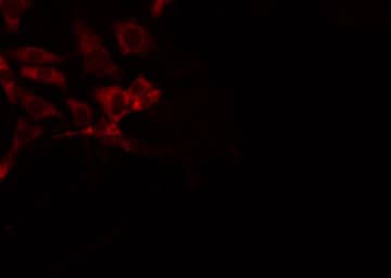 SERINC3 Antibody