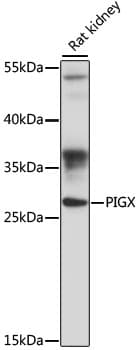 PIGX Antibody